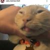 kucing sehat - @patrick_bodoh - TikTok