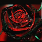 Patrick Bonk - @roadkill_09 - Instagram