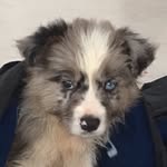 Patric🐶🐾🐾 - @patrick_border_siciliano - Instagram