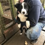 Patrick - @patrickthebordercollie17 - Instagram
