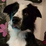 Patrick - @patrick_bordercollie - Instagram