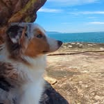 Patrick | Border Collie Merle - @patrickverso - Instagram