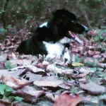 Patrick the border collie - @patrick_critelli - Instagram