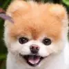 Patrick Bougie - @patrick.bougie - TikTok
