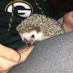 Patrick Kevin Hedgie Bowling - @patrick_kevin_bowling - Instagram