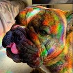 Patty B the English Bulldog - @sirpatrickbowser - Instagram