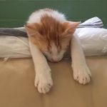 Pat Boyden - @patrickboyden1243 - Instagram