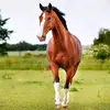 brandon_patrick_97c_ - @brandon_patrick_97c_ - TikTok