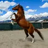 Horsebreeding001 - @horsebreeding001 - TikTok