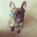 🖤Patrick the Brindle Frenchie🖤 - @adventures.of.patrick - Instagram