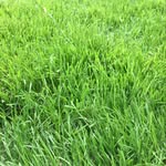 Patrick Brose - @___greenpat___ - Instagram