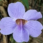 Patrick Brown - @patrick_brown50 - Instagram