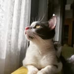 Patrick Brutus - @cristareastu - Instagram
