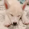 patrickbui1 - @patrickbui1 - TikTok