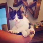 Patrick Bushman - @canabiscuit_official - Instagram