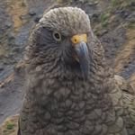 Patrick Canham - @patrickcanofham - Instagram