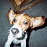 Patrick Cannon - @cannonp1 - Instagram