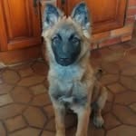 Patrick Capelle - @capelle9805 - Instagram
