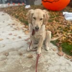 Dino the golden - @patrickcapstick4 - Instagram