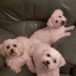 Patrick Carden - @carden.patrick.16 - Instagram