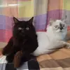 PATRICK CARINO - @patrick.carino7 - TikTok