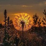 Hamaïara Collioure - @cellarierpatrick - Instagram