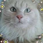 Patrick Chasseing - @patrick.chasseing.750 - Instagram