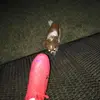 Patrick Childers - @noquemacuh9566 - TikTok