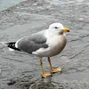 Patrick-chill - @patrickchill6 - TikTok