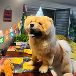 Chow_chow_PATRICK🐶 - @patrick_chow_chow - Instagram