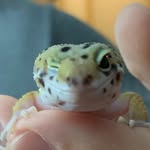 Patrick Chow - @pat_the_gecko - Instagram