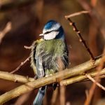 Patrick O. Christiansen - @wingedwild - Instagram