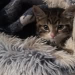 Patrick clover - @patrick_clover_the_cat - Instagram