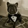 Patrick the blue frenchie 💙💙 - @patrickco8 - TikTok