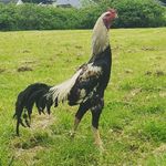 Patrick Coady - @pat.coady4 - Instagram
