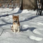 Patrick Coco Muha-Prado - @patrick_theshiba - Instagram