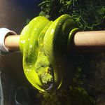 Patrick Colbert - @gangsta.pat - Instagram