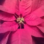 Patricia Collura - @patsy371home - Instagram