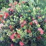 Patrick Coman - @comanpatrick - Instagram