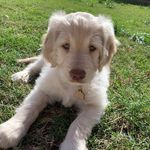Patrick Coniglio - @patrick_the_groodle - Instagram