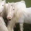 patrickconnorscon - @patrickconnorscon - TikTok