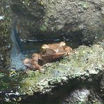 Patrick Coogan - @reptiaquatica - Instagram