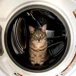 Patrick Cook - @catpook - Instagram
