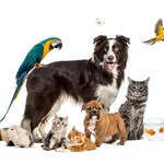 Patrick and Brenda Coover - @enchantedpettreasures - Instagram