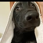patrick vari-coppola - @patrickvaricoppola - Instagram