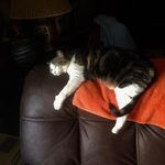 Stella Damron Patrick - @damronpatrick - Instagram