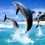 Joseph Patrick Dauphin - @josephpatrickdauphin - Instagram
