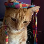 Patrick David Wall - @sideshow_cat - Instagram