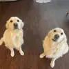 FINNY AND FITZ - @decpatrick - TikTok