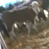 Patrick Murphy - @patrick.denihan - TikTok